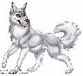 Arash